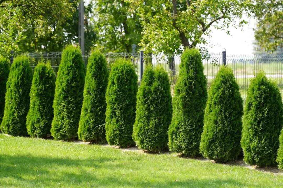 Jak sadzić tuje przy płocie, aby uniknąć błędów i uzyskać piękny żywopłot