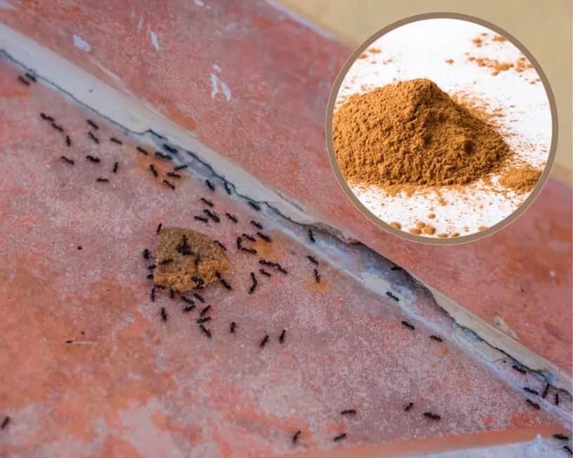 Skuteczne sposoby na mrówki na balkonie – pozbądź się ich raz na zawsze