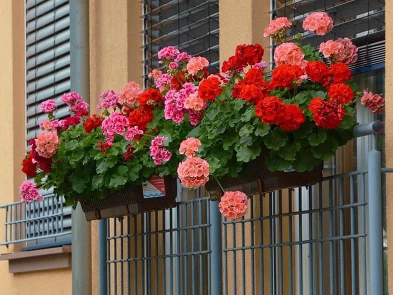 Jak często podlewać pelargonie na balkonie, by uniknąć ich uschnięcia?