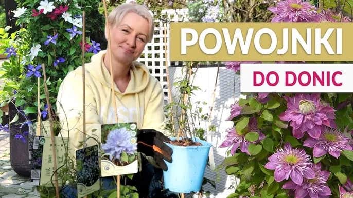 Kiedy sadzić powojniki na balkon, aby uniknąć przymrozków?