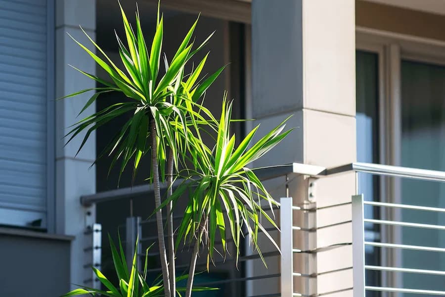 Czy dracena może stać na balkonie? Kluczowe warunki dla zdrowia rośliny