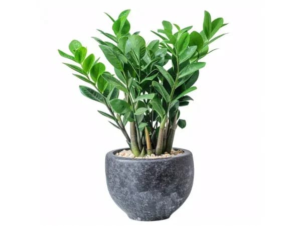 Czy zamiokulkas może stać na balkonie? Oto co musisz wiedzieć