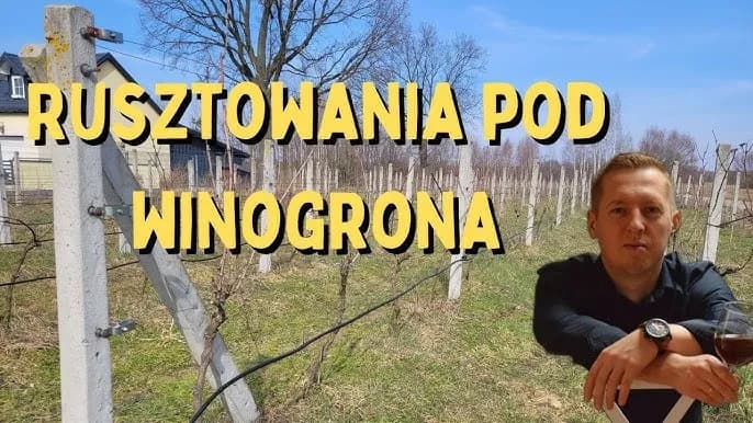 Jak zrobić konstrukcję pod winogron, aby uniknąć problemów z uprawą