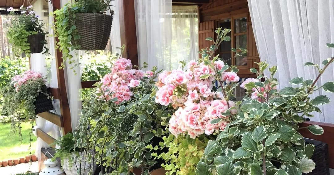 Jakie rośliny na balkon północny – najlepsze gatunki do cienia