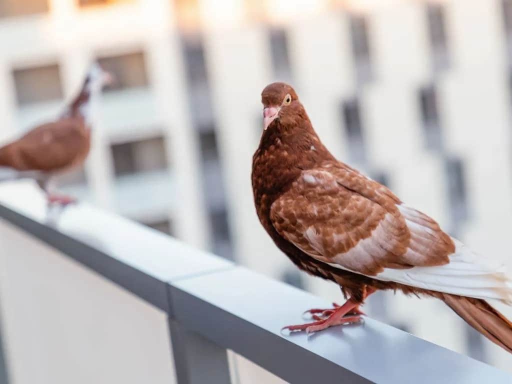 Skuteczne sposoby na gołębie na balkon – pozbądź się ich raz na zawsze