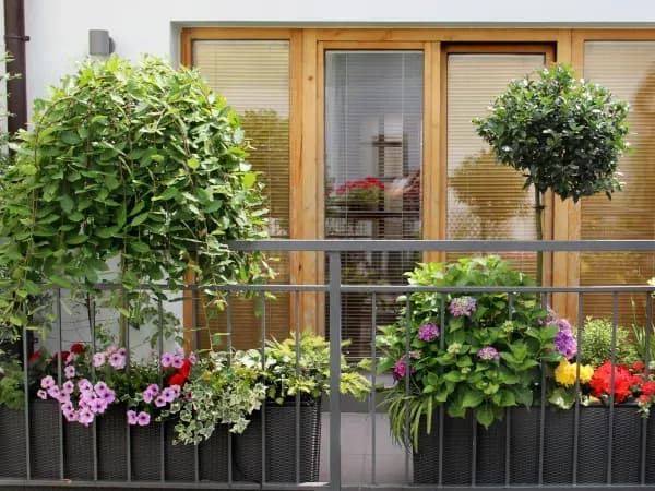 Jakie drzewka na balkon całoroczne - piękne i łatwe w pielęgnacji