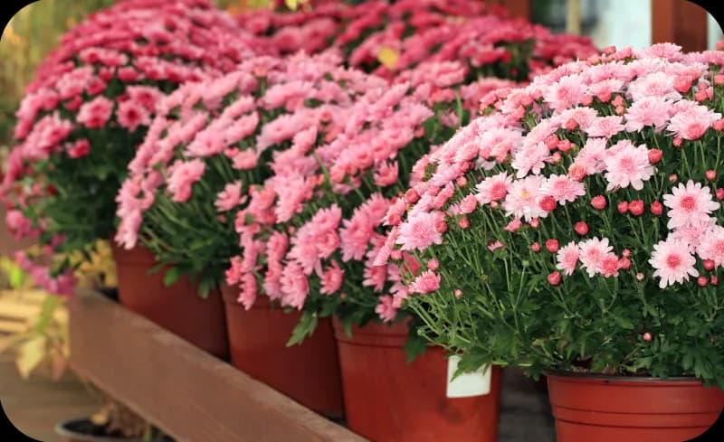 Jakie kwiaty na balkon w sierpniu, które przetrwają upały i zachwycą?
