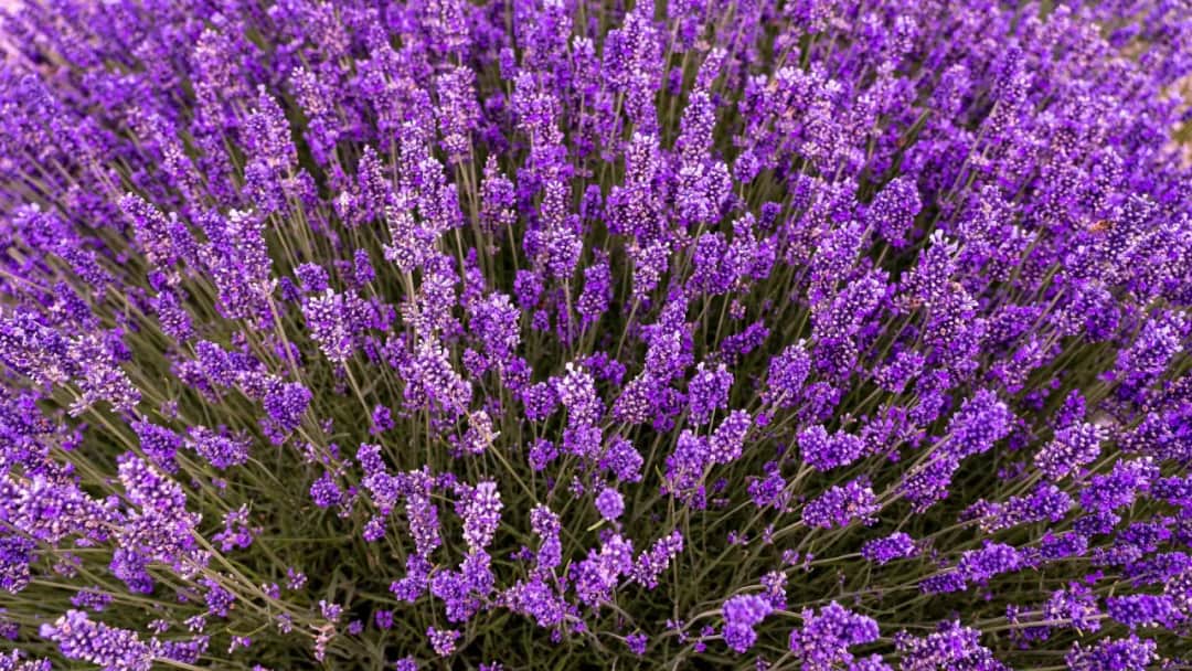 Sadzenie lawendy na balkonie: Terminy, odmiany i pielęgnacja