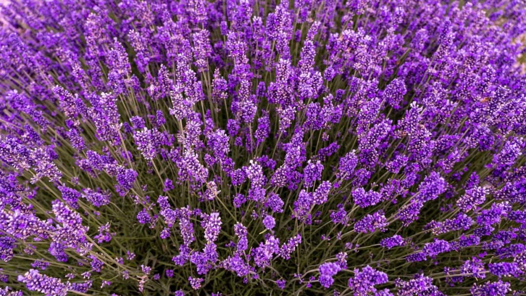 Sadzenie lawendy na balkonie: Terminy, odmiany i pielęgnacja