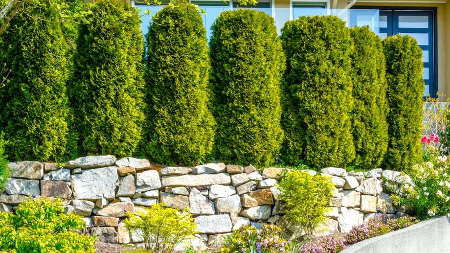 Jakie rośliny na ogrodzenie zapewnią prywatność i łatwą pielęgnację?