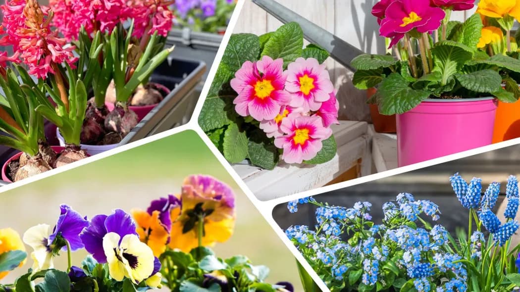 Kiedy kwiaty na balkon? Uniknij przymrozków i wybierz najlepszy czas