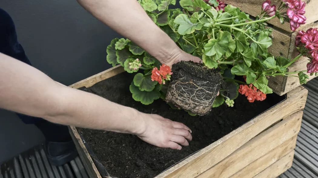 Od kiedy pelargonie na balkonie? Sprawdź, by uniknąć przymrozków