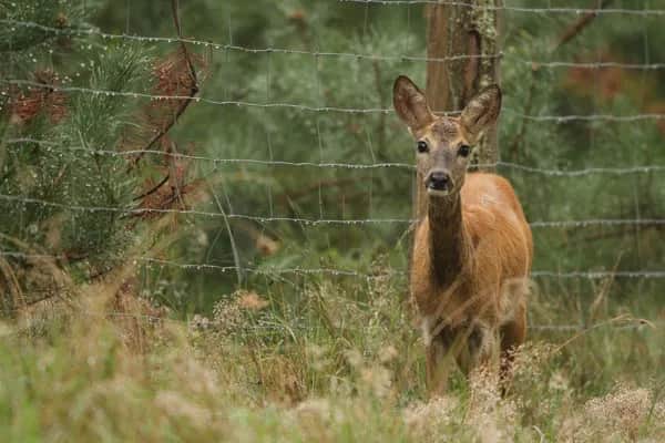 Ogrodzenie na sarny: Jakie wybrać i jak zamontować?