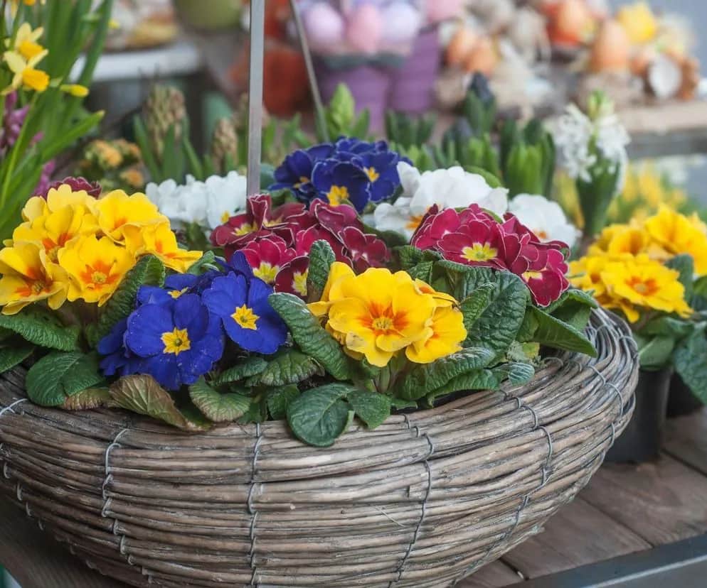 Jakie kwiaty na balkon w marcu? Odkryj najlepsze rośliny na chłód