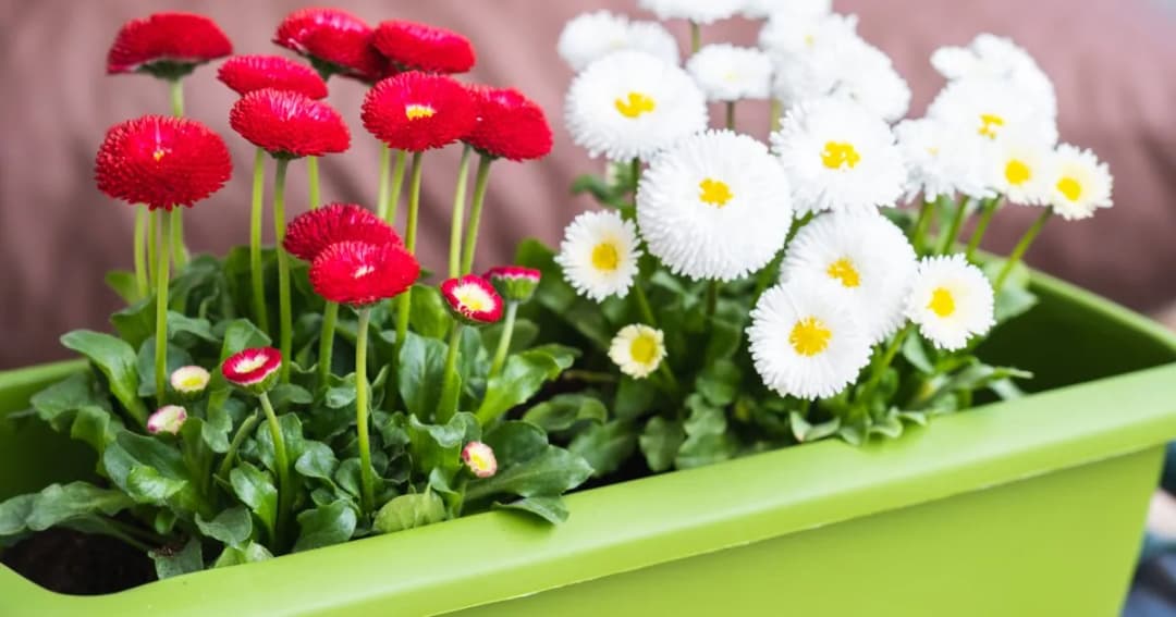 Kiedy sadzić stokrotki na balkonie, aby uniknąć nieudanych plonów?