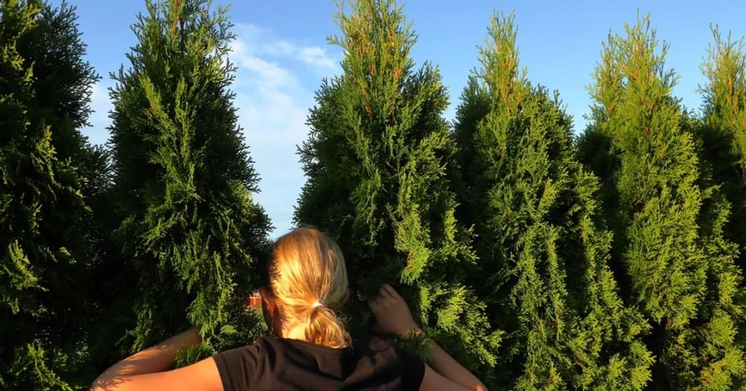 Ile cm od płotu sadzić tuje, aby uniknąć problemów z sąsiadami?