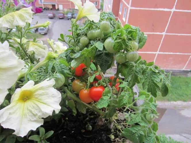 Jak dbać o pomidory na balkonie, aby uniknąć najczęstszych błędów