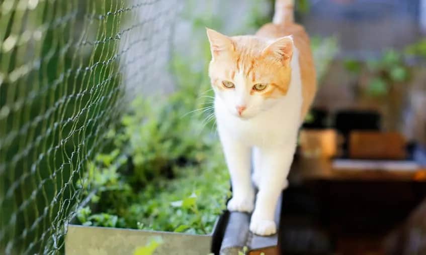 Jak założyć siatkę na balkon dla kota, aby zapewnić mu bezpieczeństwo