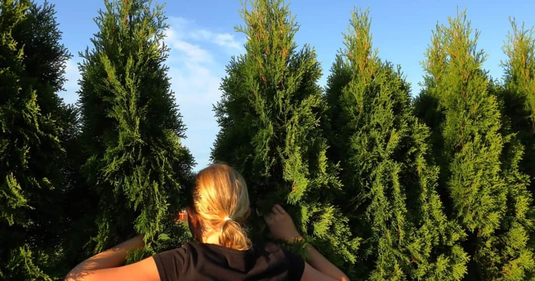 Tuja Brabant ile od płotu – uniknij problemów z sąsiadami i roślinami