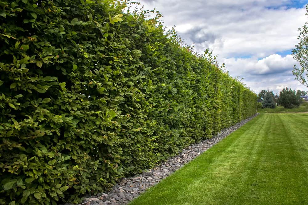 Jakie drzewa wzdłuż ogrodzenia zapewnią prywatność i piękno?