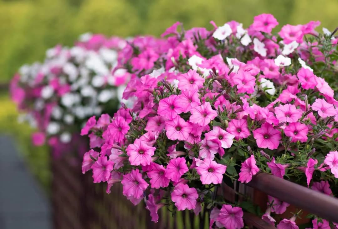Jakie rośliny na balkon wybrać, by uniknąć niepowodzeń w uprawie?