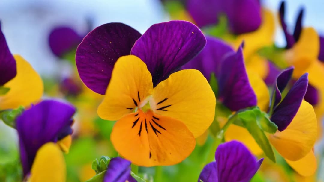 Jak dbać o bratki na balkonie, aby zawsze pięknie kwitły?