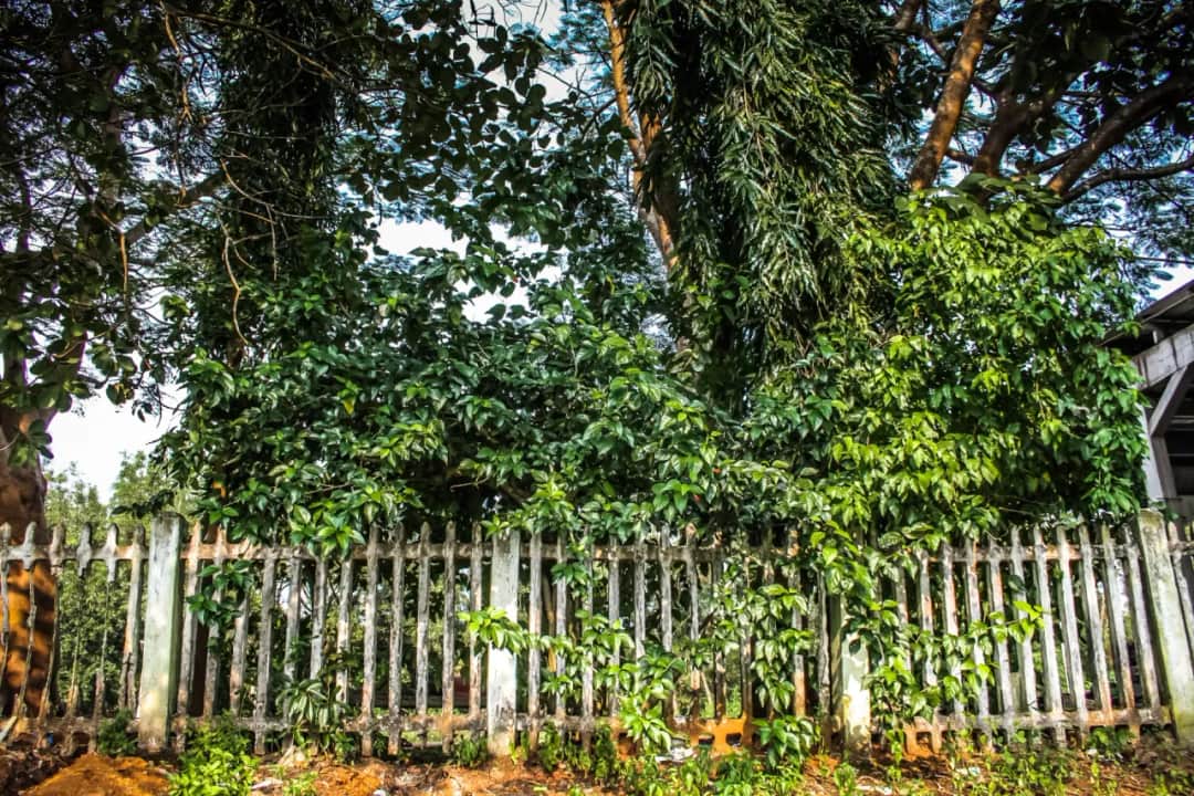 Jaka odległość sadzenia drzew od płotu sąsiada, aby uniknąć konfliktów?