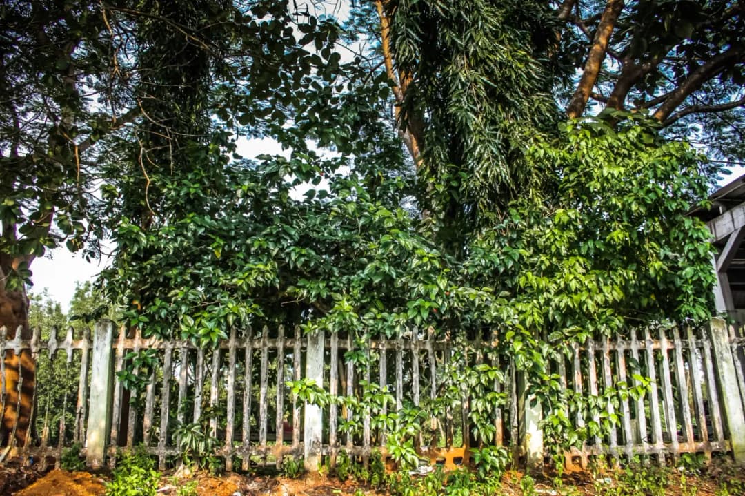 Jaka odległość sadzenia drzew od płotu sąsiada, aby uniknąć konfliktów?