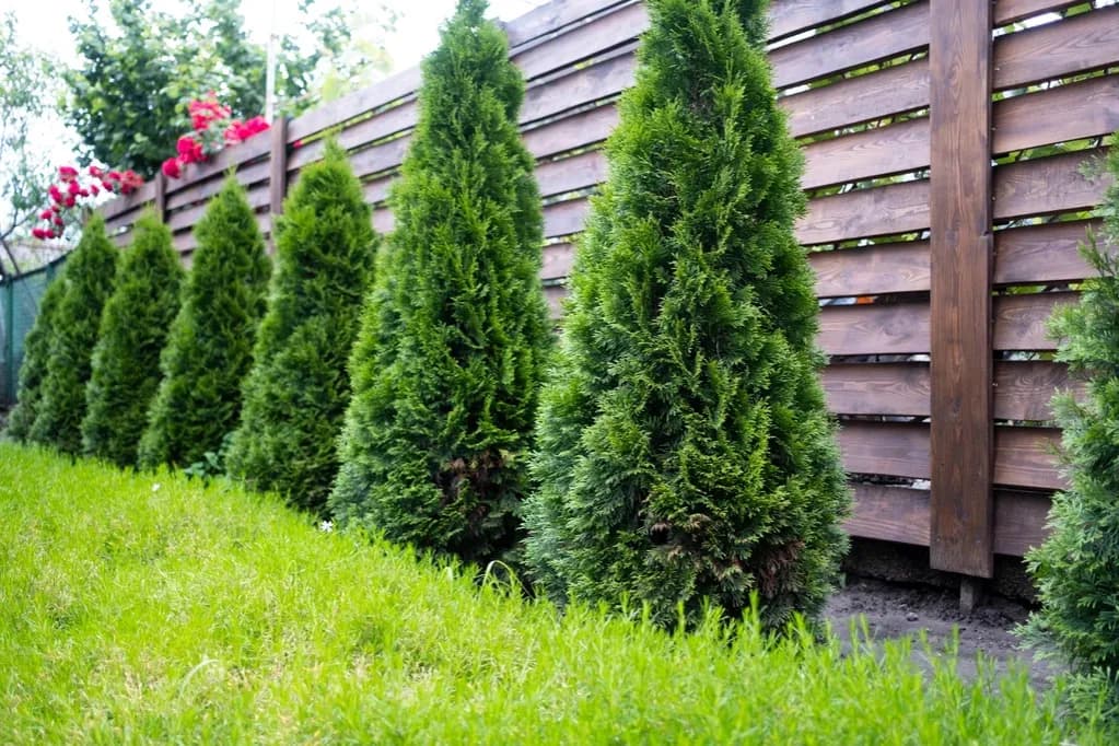 Ile od płotu można sadzić drzewa, aby uniknąć konfliktów z sąsiadami?