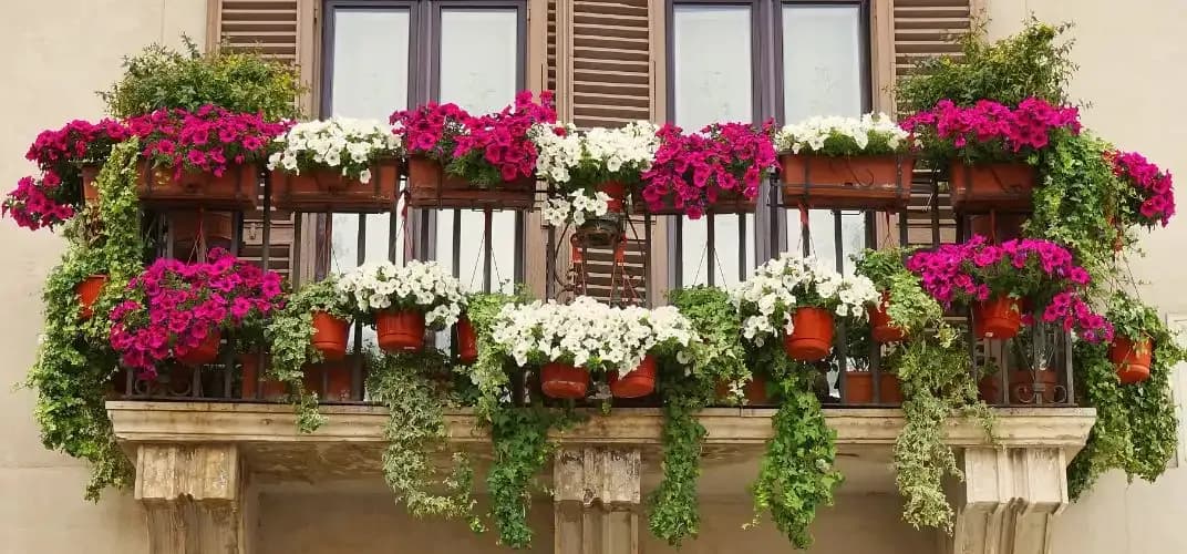 Jakie kwiaty na balkon w maju - najlepsze rośliny do uprawy i pielęgnacji