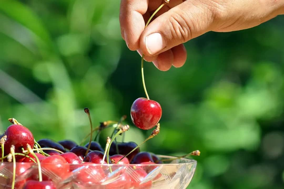 Jak ogrodzić warzywniak, aby skutecznie chronić uprawy przed szkodnikami