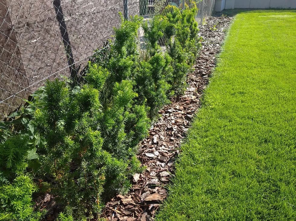 Co posadzić zamiast tui przy płocie? Najlepsze rośliny na żywopłot