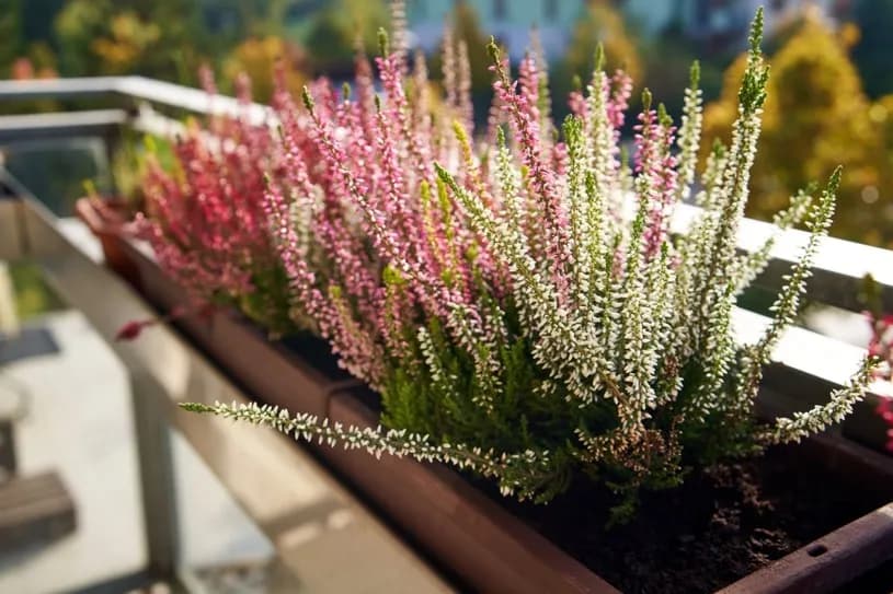 Jak podlewać wrzosy na balkonie, aby uniknąć ich usychania?