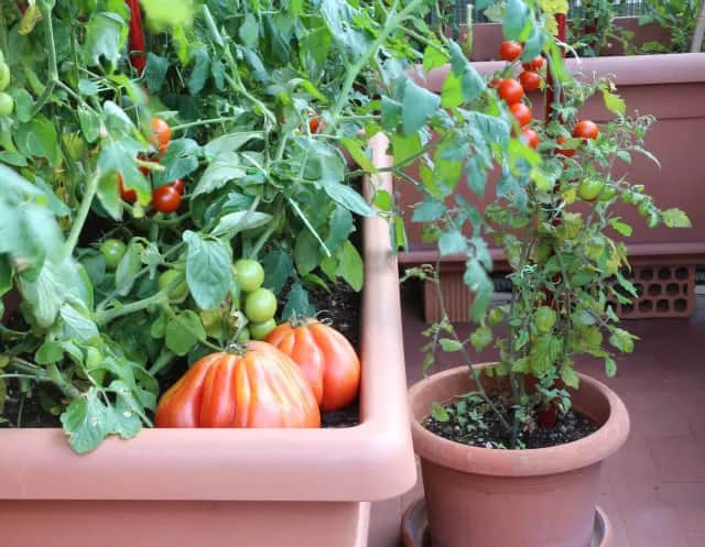 Jakie owoce na balkonie: proste sposoby na smaczne plony w doniczkach