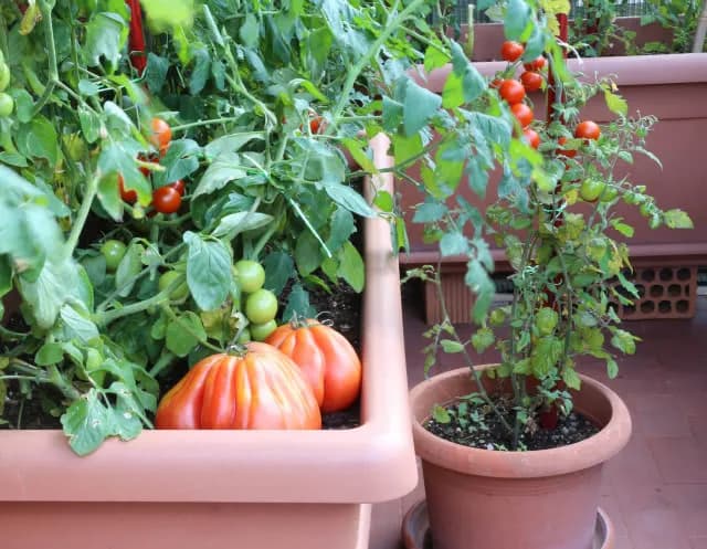 Jakie owoce na balkonie: proste sposoby na smaczne plony w doniczkach