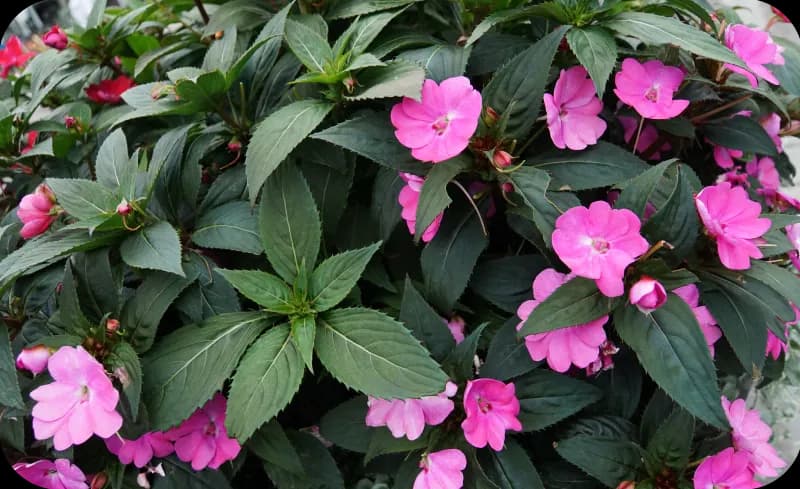 Jakie kwiaty na balkon w czerwcu - najlepsze rośliny do słońca i cienia