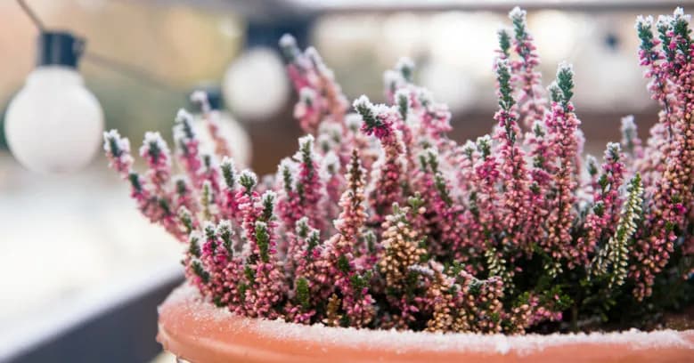 Jakie rośliny na balkon na zimę? Odkryj piękne i mrozoodporne gatunki