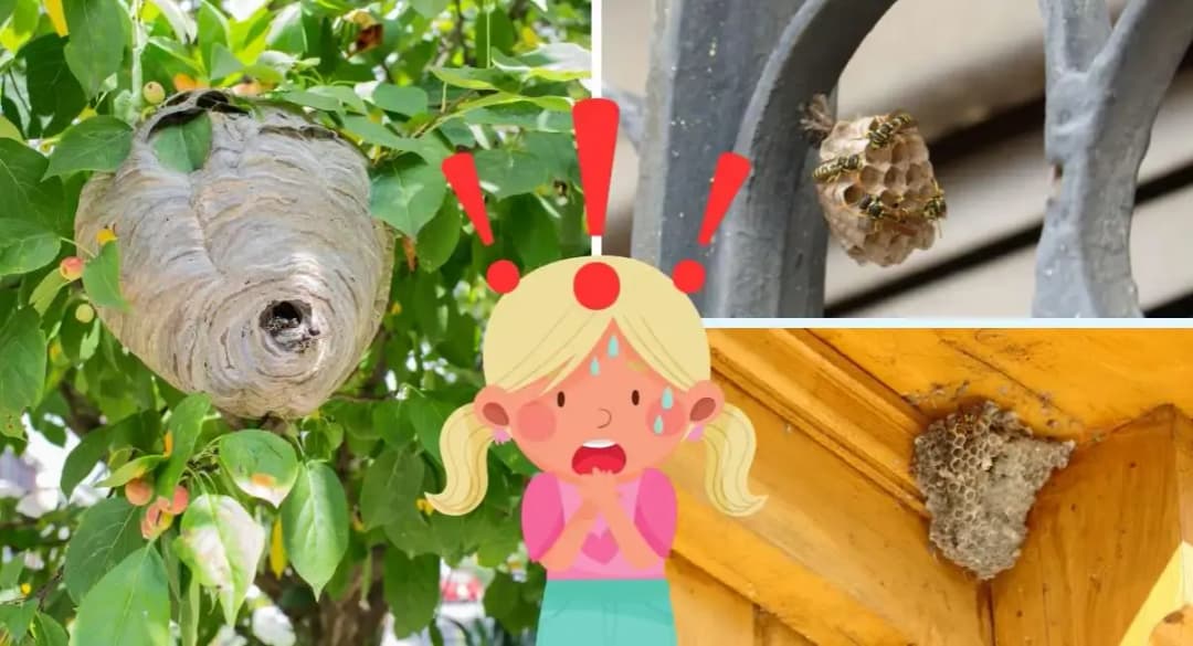 Skuteczne sposoby, jak pozbyć się os z balkonu bez ryzyka